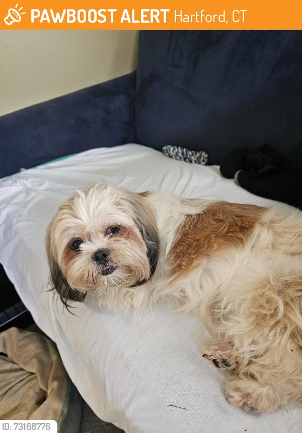 Found/Stray Female Dog last seen A.I. Prince Tech school, Hartford, CT 06106