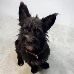 Found/Stray Female Dog last seen Mueschke, Harris County, TX 77377