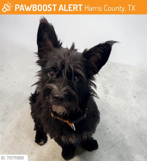 Found/Stray Female Dog last seen Mueschke, Harris County, TX 77377