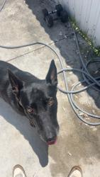 Lost Male Dog last seen 53st west 16 ave, Hialeah, FL 33012