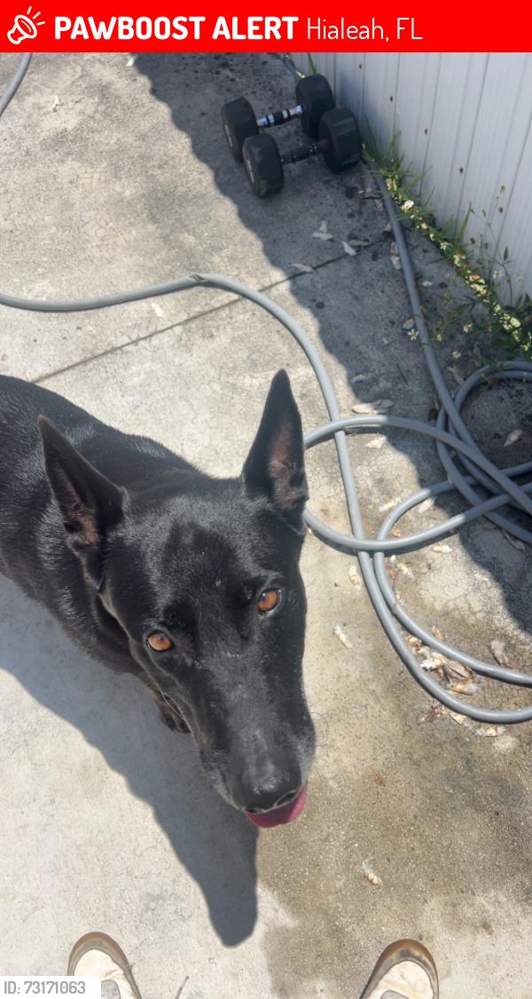 Lost Male Dog last seen 53st west 16 ave, Hialeah, FL 33012