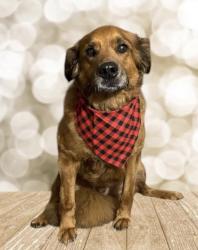 Reunited Male Dog last seen Near Memorial Park Drive, Thomasville, NC 27360
