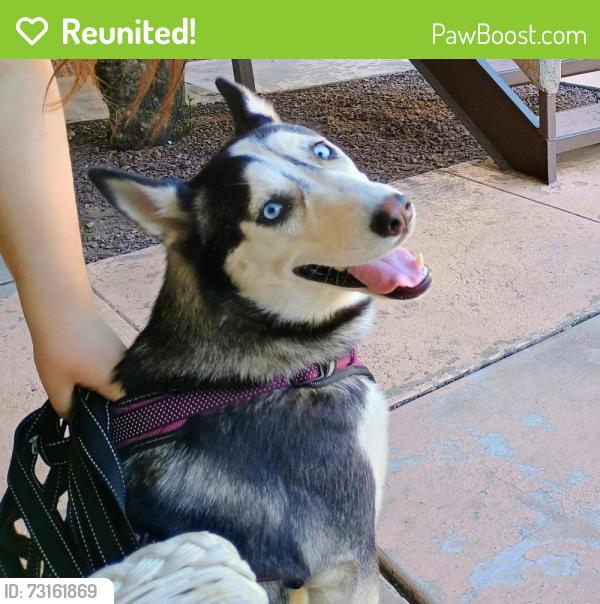 Reunited Female Dog last seen Irvington & Pantano, Tucson, AZ 85730