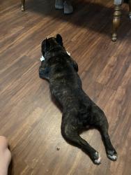 Reunited Unknown Dog last seen Laurel Land Funeral Home, Fort Worth, TX 76134