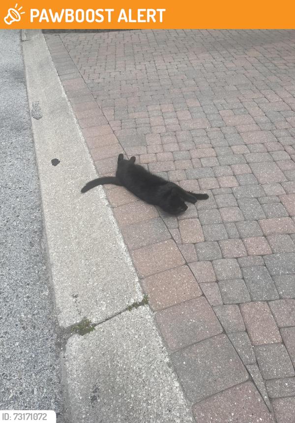 Found/Stray Unknown Cat last seen 1110–1124 Walden Cir Mississauga ON Canada, Mississauga, ON L5J 4R3