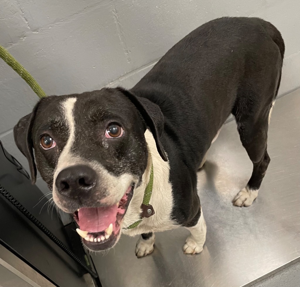 Shelter Stray Male Dog last seen Midwest City, 8485 E Reno Ave, Midwest City, OK 73110, USA