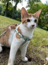 Lost Male Cat last seen Near highland blvd, Brooklyn, NY 11207