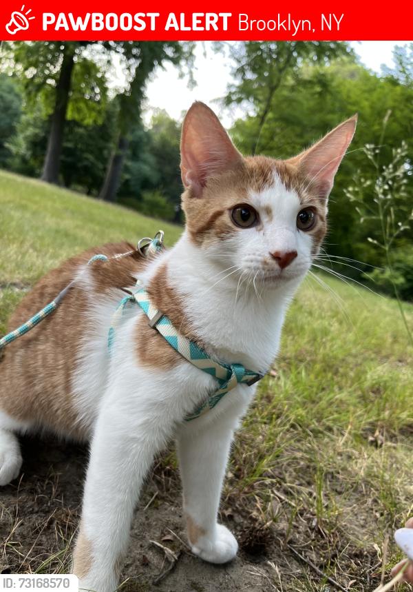 Lost Male Cat last seen Near highland blvd, Brooklyn, NY 11207
