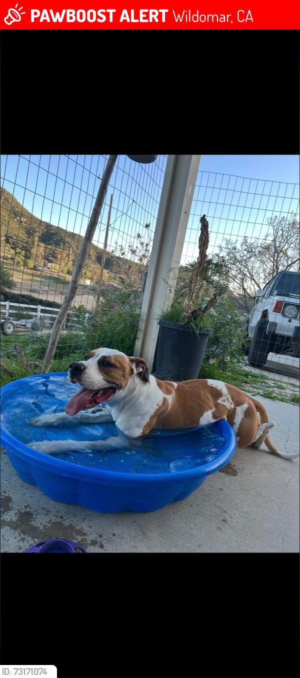 Lost Male Dog last seen Lemon/lost, Wildomar, CA 92595