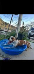 Lost Male Dog last seen Lemon/lost, Wildomar, CA 92595