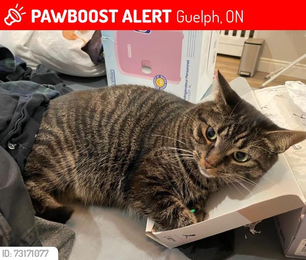 Lost Female Cat last seen Pergola plaza, Guelph, ON 
