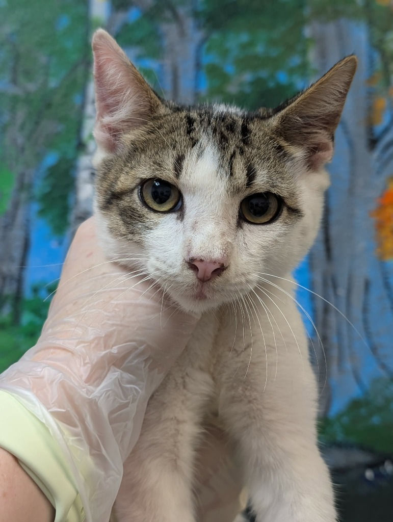 Shelter Stray Male Cat last seen Bexar County, 3353 Morningside Dr, New Braunfels, TX 78132, USA
