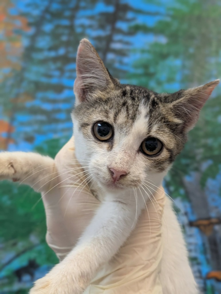 Shelter Stray Female Cat last seen Bexar County, 3353 Morningside Dr, New Braunfels, TX 78132, USA