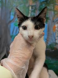 Shelter Stray Female Cat last seen Bexar County, 3353 Morningside Dr, New Braunfels, TX 78132, USA
