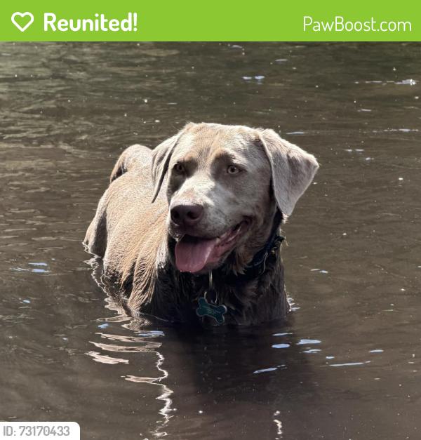 Reunited Female Dog last seen Bogart and State St, Boise, ID 83714