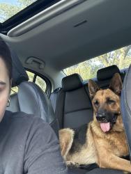 Reunited Female Dog last seen Bearss, Tampa, FL 33613