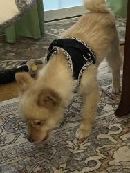 Reunited Male Dog last seen Water St, Smithsburg, MD 21783