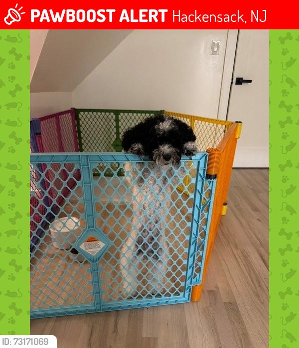 Lost Female Dog last seen SO. Prospect ave, Hackensack, NJ 07601