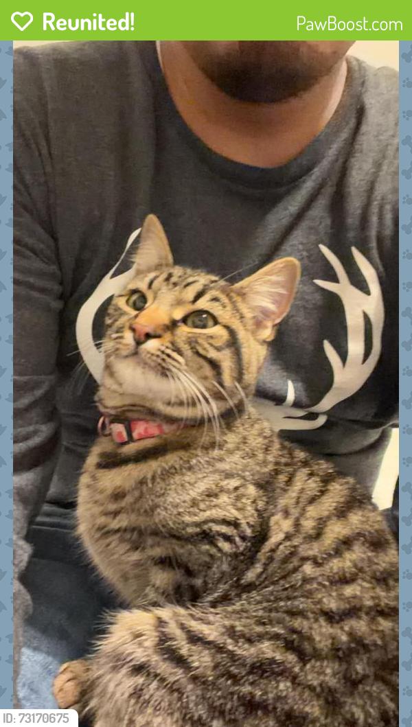 Reunited Female Cat last seen Near S 375 E Orem, Orem, UT 84058