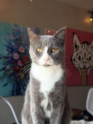 Lost Male Cat last seen On Ada Ct in Old Stone Crossing, Charlotte, NC 28213