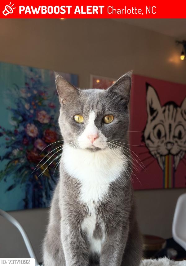 Lost Male Cat last seen On Ada Ct in Old Stone Crossing, Charlotte, NC 28213