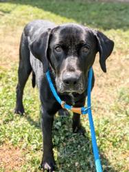 Shelter Stray Male Dog last seen WEST ALTON, 4850 Mid Rivers Mall Dr, St Peters, MO 63376, USA