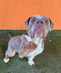 Shelter Stray Male Dog last seen Near BLOCK NW 7 ST, 3599 NW 79th Ave, Doral, FL 33122, USA