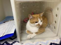 Shelter Stray Female Cat last seen Near BLOCK W VLIET ST, 3839 W Burnham St, West Milwaukee, WI 53215, USA