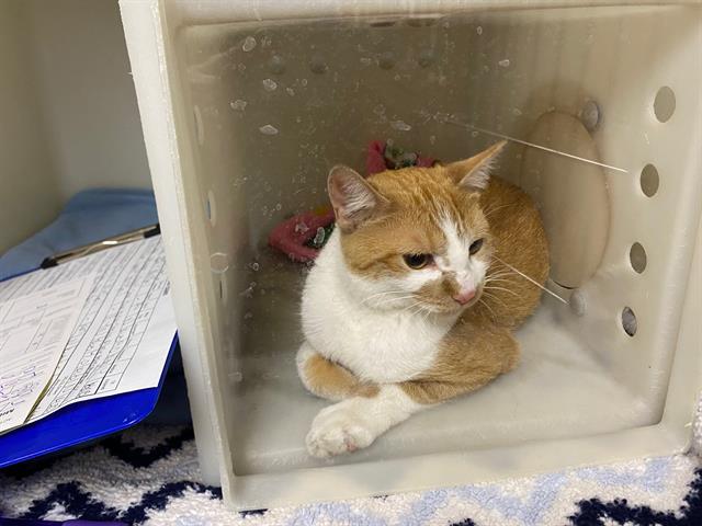 Shelter Stray Female Cat last seen Near BLOCK W VLIET ST, 3839 W Burnham St, West Milwaukee, WI 53215, USA
