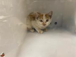 Shelter Stray Unknown Cat last seen Near BLOCK S 84TH ST, 3839 W Burnham St, West Milwaukee, WI 53215, USA