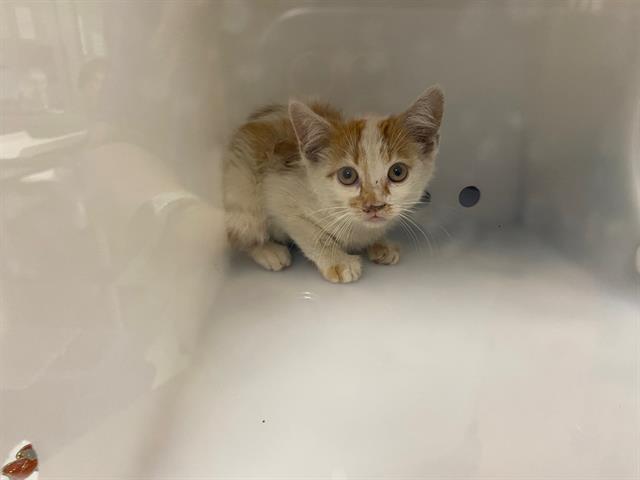 Shelter Stray Unknown Cat last seen Near BLOCK S 84TH ST, 3839 W Burnham St, West Milwaukee, WI 53215, USA