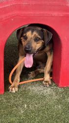 Shelter Stray Male Dog last seen MIAMI INTERNATIONAL AIRPORT, 3599 NW 79th Ave, Doral, FL 33122, USA