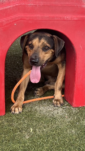 Shelter Stray Male Dog last seen MIAMI INTERNATIONAL AIRPORT, 3599 NW 79th Ave, Doral, FL 33122, USA