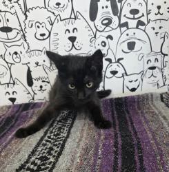 Shelter Stray Male Cat last seen , 957 N Gaffey St, San Pedro, CA 90731, USA