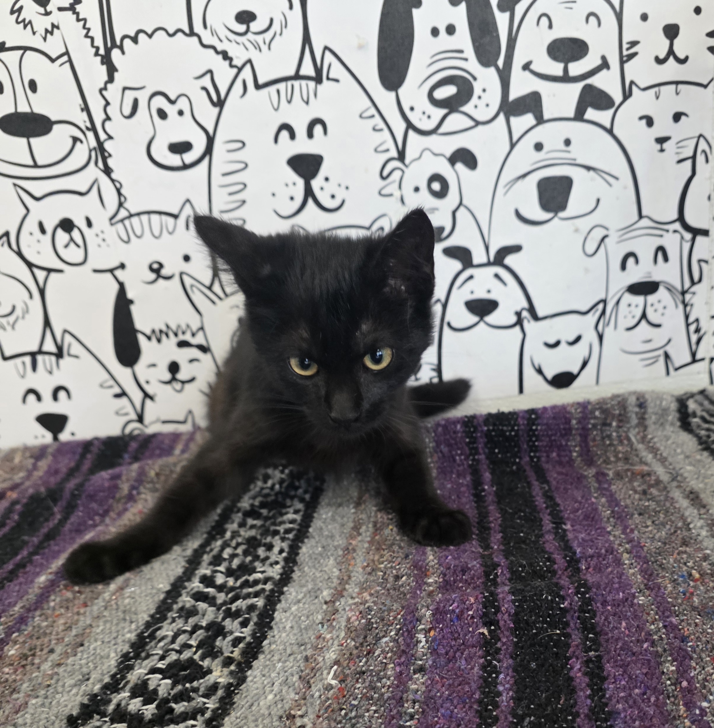 Shelter Stray Male Cat last seen , 957 N Gaffey St, San Pedro, CA 90731, USA