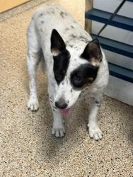 Shelter Stray Female Dog last seen Near BLOCK NW 58 AVE, 3599 NW 79th Ave, Doral, FL 33122, USA
