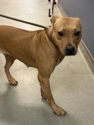 Shelter Stray Female Dog last seen LAS, 3599 NW 79th Ave, Doral, FL 33122, USA