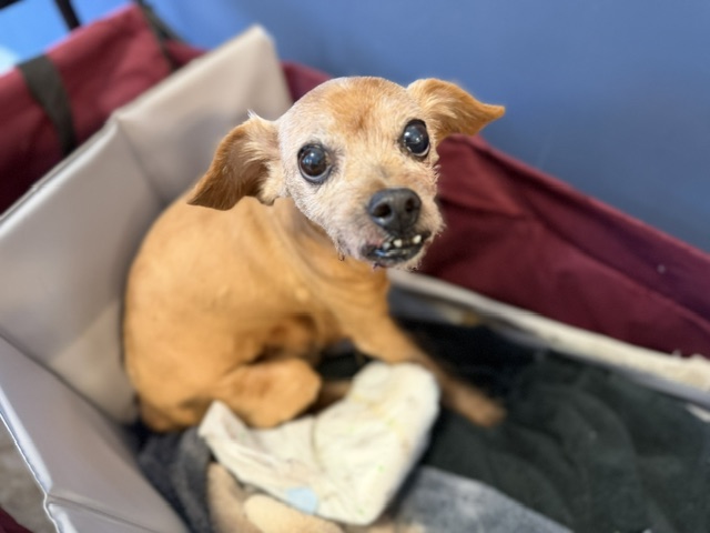 Shelter Stray Female Dog last seen Near BLOCK SW 60 CT, 3599 NW 79th Ave, Doral, FL 33122, USA