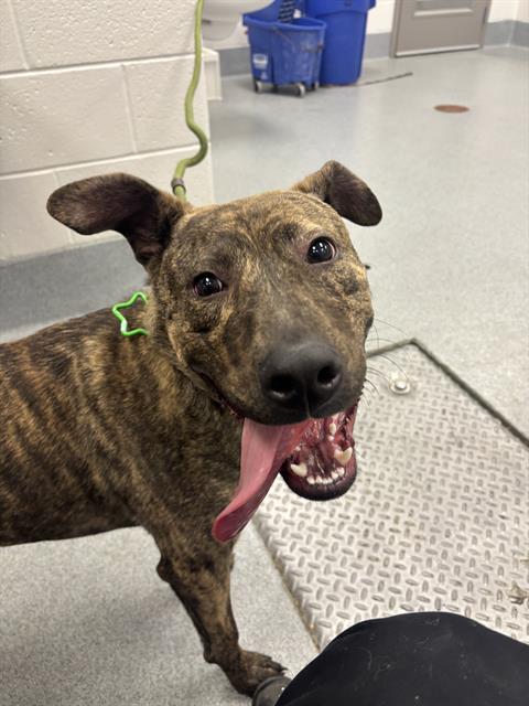 Shelter Stray Male Dog last seen Near, 2600 S Harding St, Indianapolis, IN 46221, USA