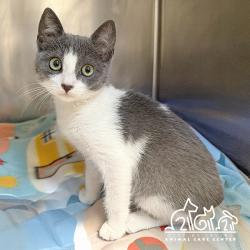 Shelter Stray Female Cat last seen SANTA MARIA/ HEARTHSTONE, 6443 Oak Canyon, Irvine, CA 92618, USA