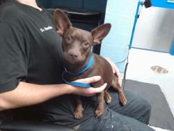 Shelter Stray Female Dog last seen Near BLOCK ANISAZI RIDGE NW, 11800 Sunset Gardens Rd SW, Albuquerque, NM 87121, USA