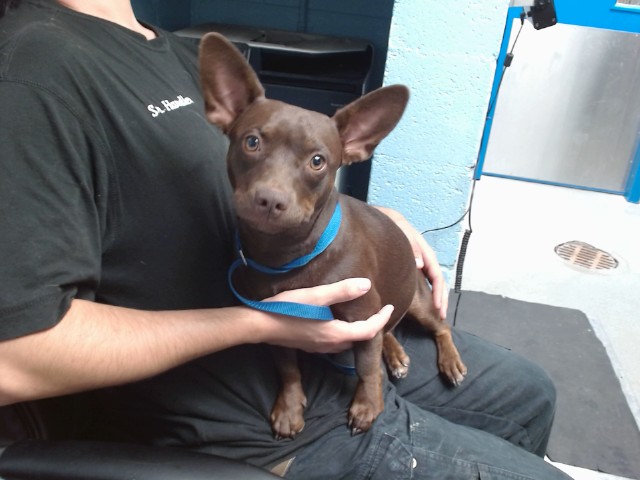 Shelter Stray Female Dog last seen Near BLOCK ANISAZI RIDGE NW, 11800 Sunset Gardens Rd SW, Albuquerque, NM 87121, USA
