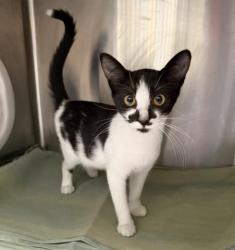 Shelter Stray Female Cat last seen , 3201 Lacy St, Los Angeles, CA 90031, USA