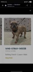 Found/Stray Male Dog last seen 3rd st and G st, La Verne, CA 91750