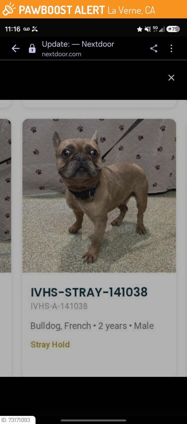 Found/Stray Male Dog last seen 3rd st and G st, La Verne, CA 91750
