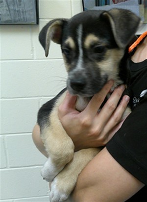 Shelter Stray Female Dog last seen N CR 426 AND LOCKHART RD IN OVIEDO, 232 Eslinger Way, Sanford, FL 32773, USA