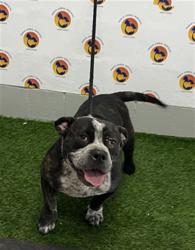 Shelter Stray Female Dog last seen EMBASSY BLVD & CHERI CT, 19640 Dogpatch Ln, Land O' Lakes, FL 34638, USA