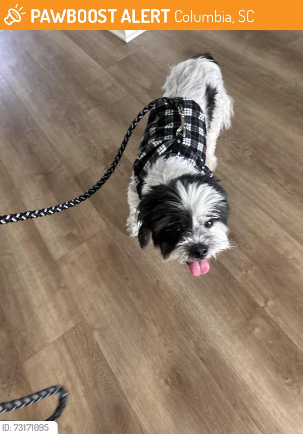 Found/Stray Female Dog last seen Peaceful Pines Way Woodcreek Farms, Columbia, SC 29045