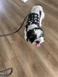 Found/Stray Female Dog last seen Peaceful Pines Way Woodcreek Farms, Columbia, SC 29045