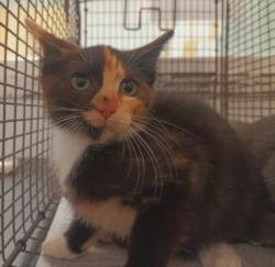 Shelter Stray Female Cat last seen , 1850 W 60th St, Los Angeles, CA 90047, USA